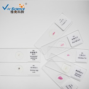 100 stks histologie voorbereide dia's kit microscoop dia's in plastic doos voorbereiden