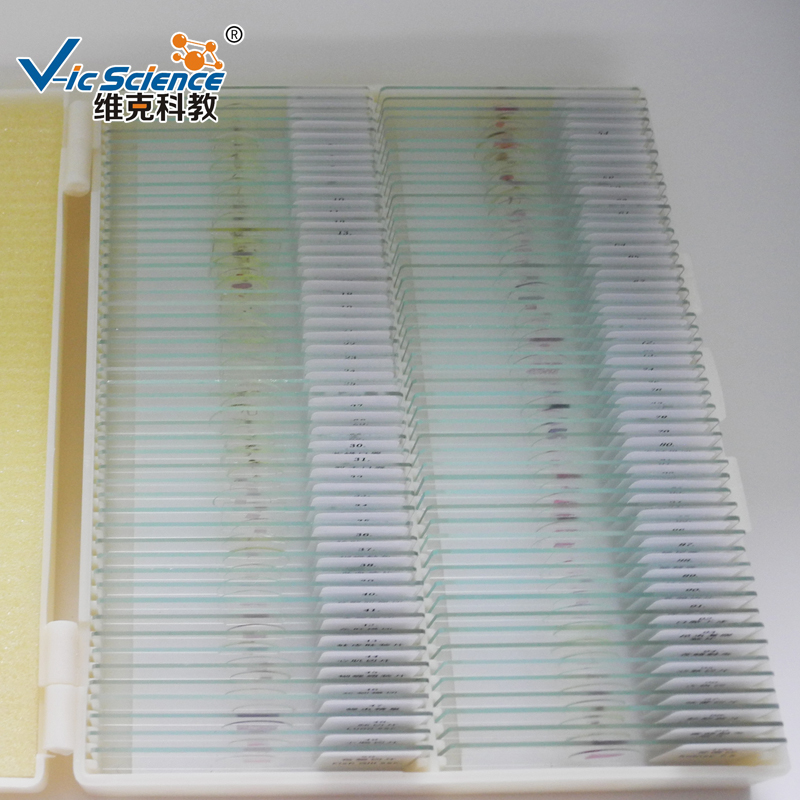 100 stks histologie voorbereide dia's kit microscoop dia's in plastic doos voorbereiden