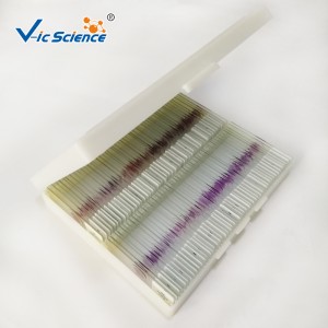 100 stks kit menselijke pathologie dia's microscopisch voorbereide dia's