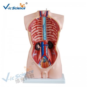 Medische anatomie Menselijk lichaam Model 85cm Mannelijk Torso Model 19 delen