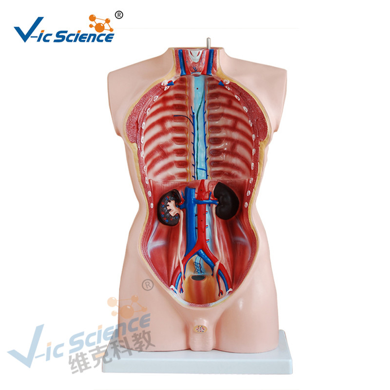Medische anatomie Menselijk lichaam Model 85cm Mannelijk Torso Model 19 delen