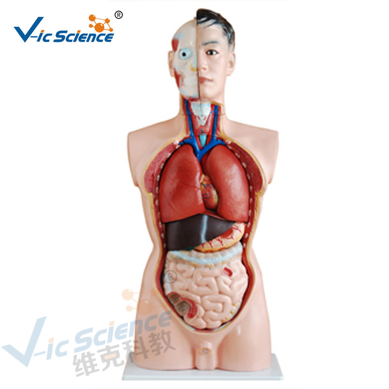 Medische anatomie Menselijk lichaam Model 85cm Mannelijk Torso Model 19 delen