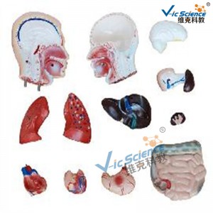 42 cm mannelijk torsomodel 13 delen medisch lesmodel