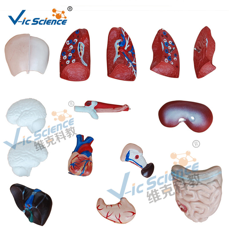 26 CM Torso Model 15 delen anatomisch lichaam Model