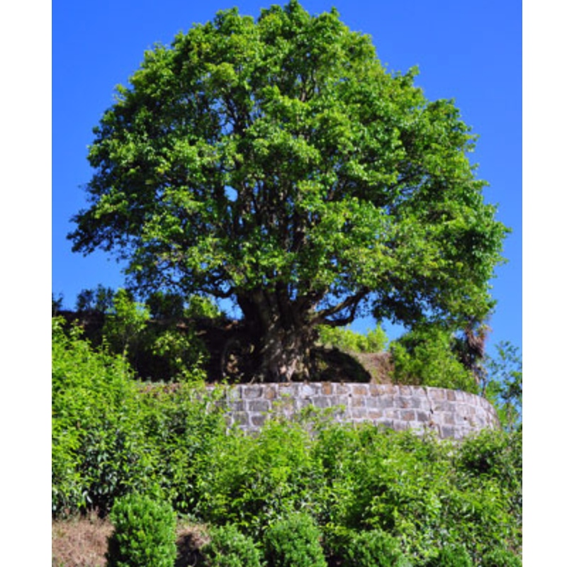 authetic oude boom thee yunnan pu erh thee China zwarte thee oude boom thee anciet boom thee heide zorg thee