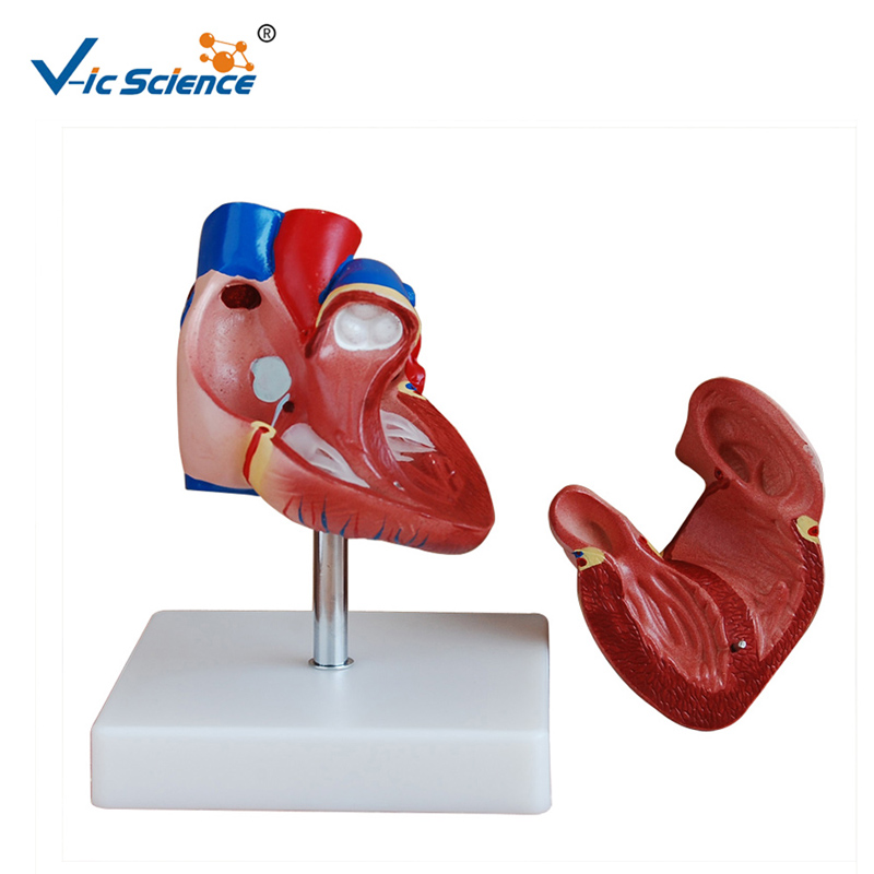 Plastic model Nieuw model Levensgroot hartmodel Anatomiemodel voor midical onderwijs