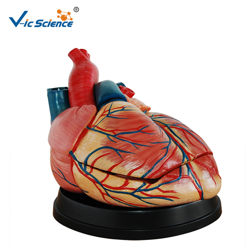 Plastic model Nieuw model Levensgroot hartmodel Anatomiemodel voor midical onderwijs