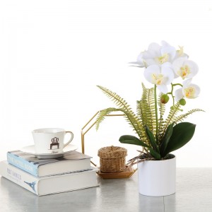 Factory Direct Supply Orchid in Pot