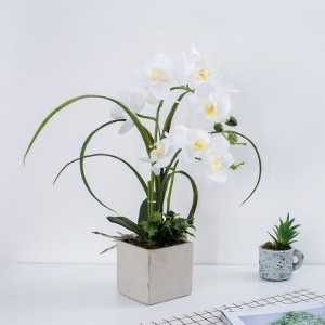 Factory Direct Supply Orchid in Pot