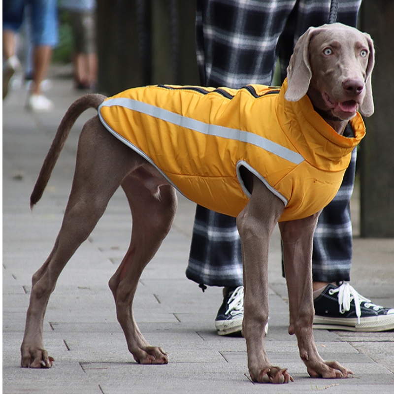 Lage MOQ kosten betaalbare klassieke versie hond regenjas hondenkleding