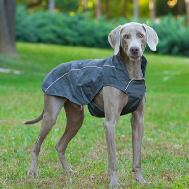 OEM/odm Leuke kleine hond hoodie jas huisdier doek sweatshirt puppy kat trui hond doek groothandel hond winterjas