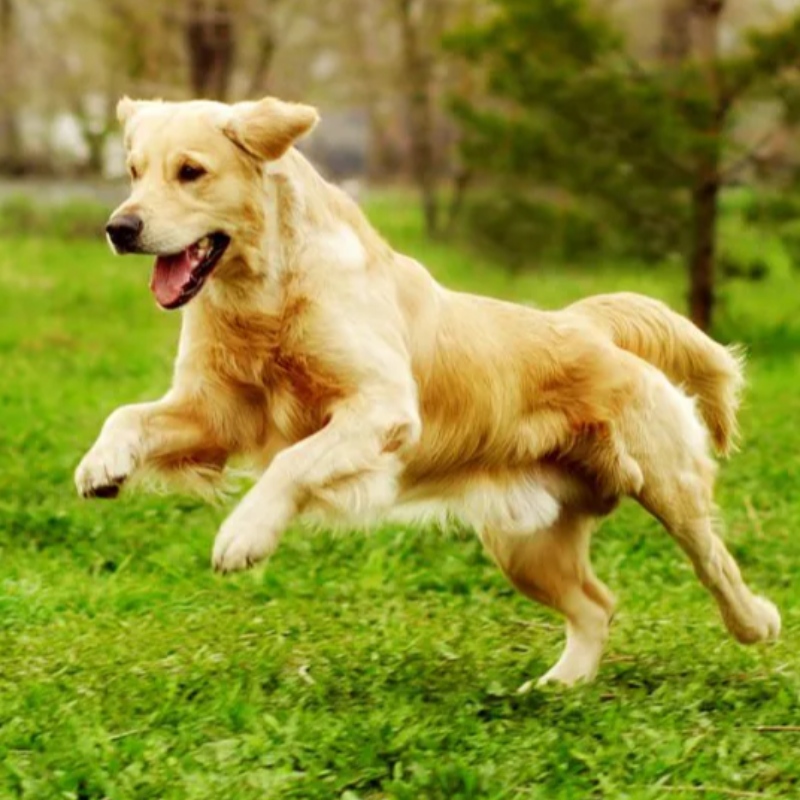 7 essentiële commando\'s die uw hond moet weten