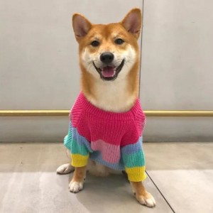 Fabrikant Custom Winter Cotton Breid Cats Coats Sweater voor huisdieren